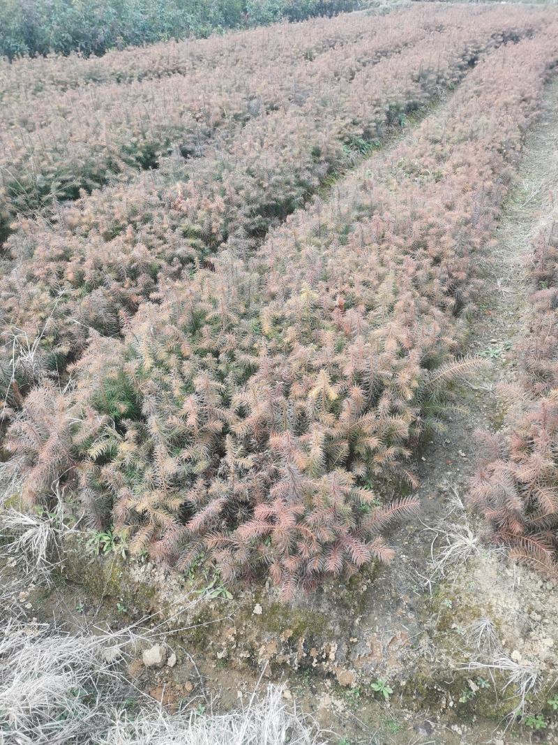 基地大量供应一年杉木小苗，杉树小苗，高度20公分杉木