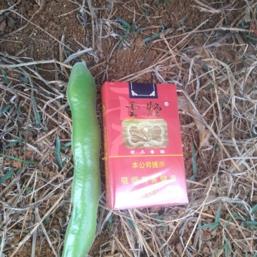 本人现有100亩云南鲜蚕豆，欢迎各位老板前来实地认购。