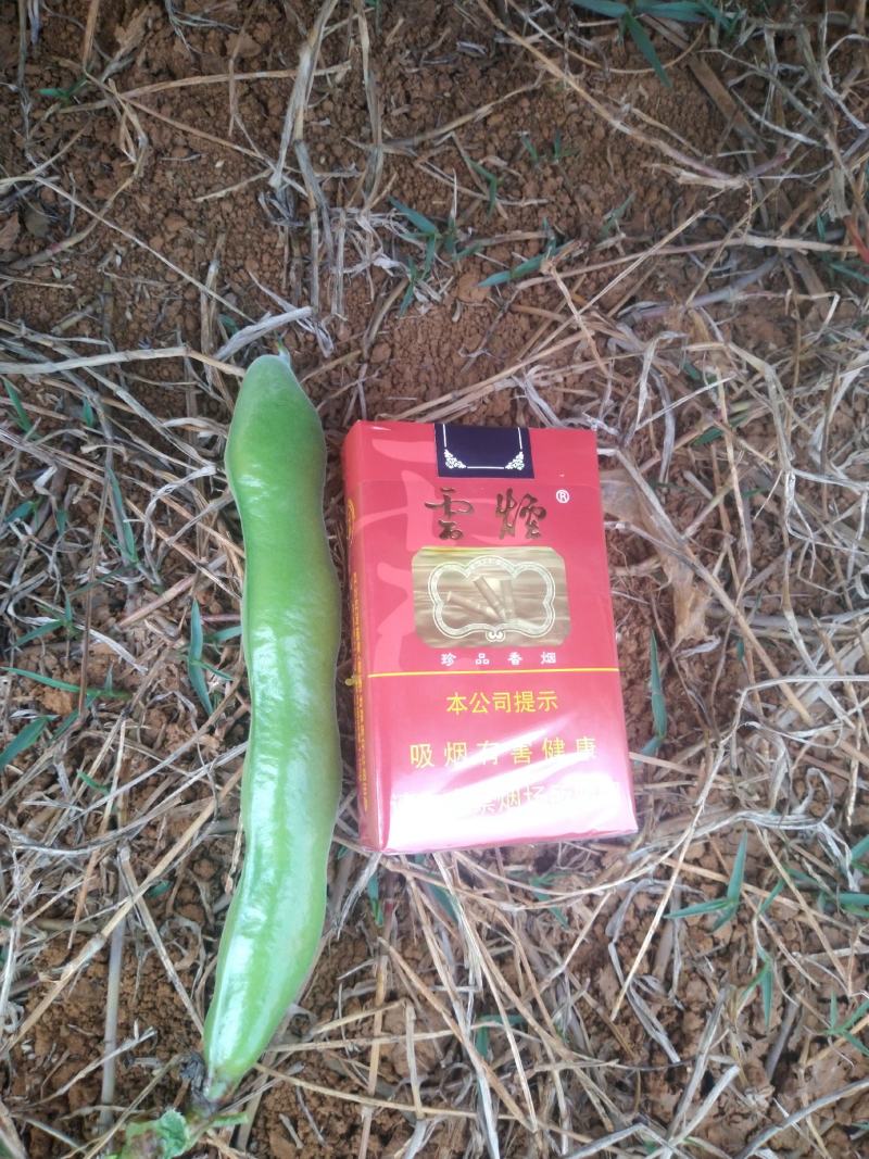 本人现有100亩云南鲜蚕豆，欢迎各位老板前来实地认购。
