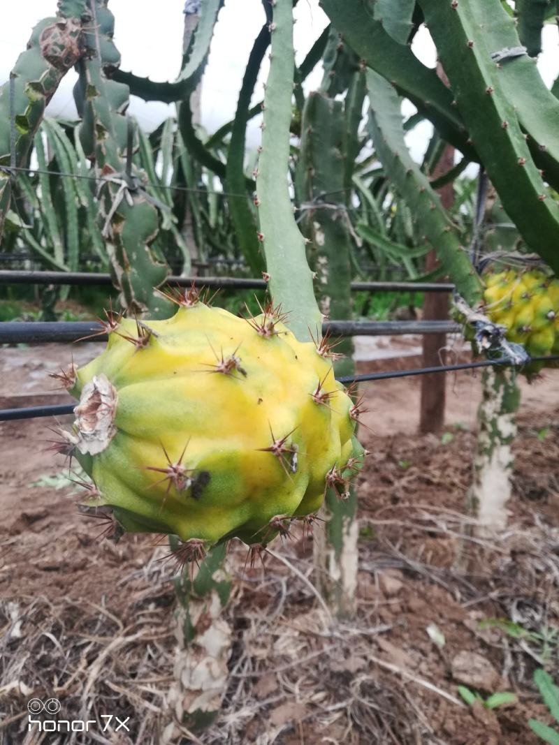 火龙果苗，提供北方大棚种植火龙果技术