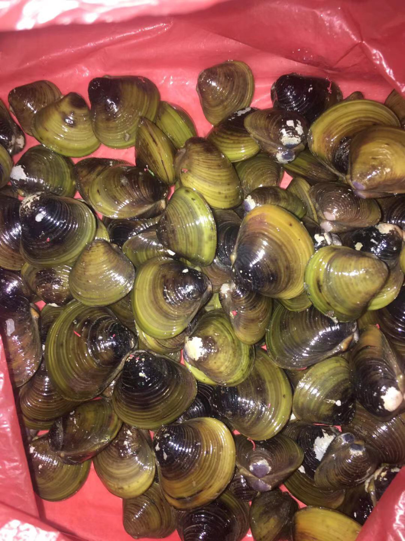 正宗阳江漠阳河黄沙蚬