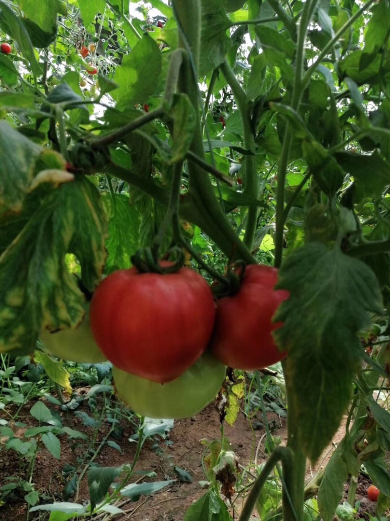 普罗旺斯西红柿🍅难忘的味道