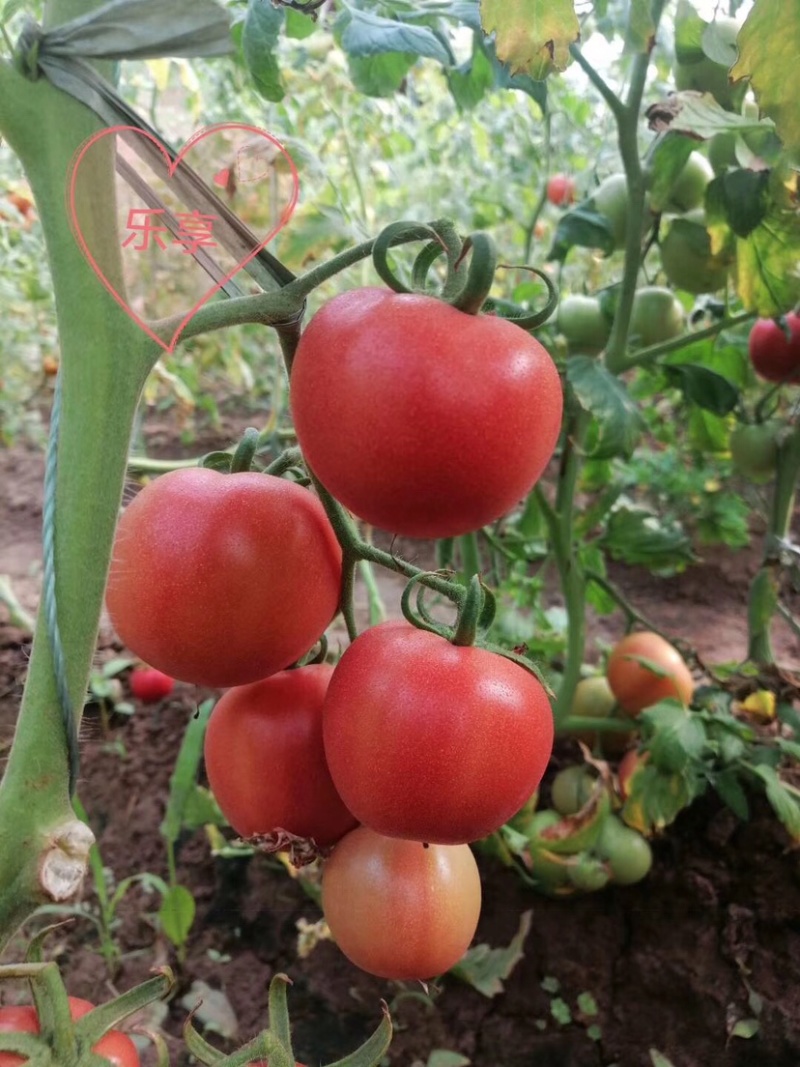 普罗旺斯西红柿🍅难忘的味道