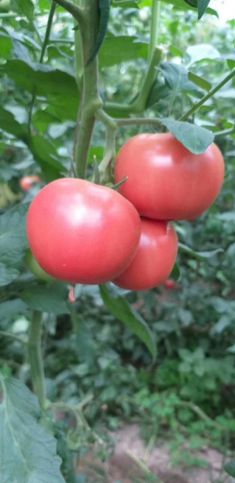 普罗旺斯西红柿🍅难忘的味道