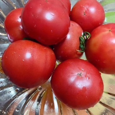 普罗旺斯西红柿🍅难忘的味道