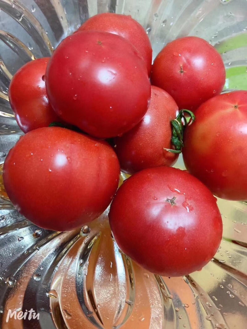 普罗旺斯西红柿🍅难忘的味道