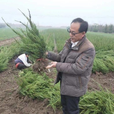 龙柏小龙柏2021龙柏苗产地直销精品龙柏苗