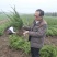龙柏小龙柏2021龙柏苗产地直销精品龙柏苗