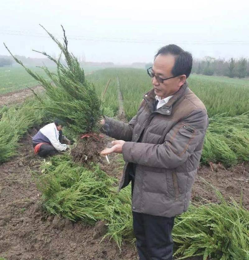 龙柏小龙柏2021龙柏苗产地直销精品龙柏苗