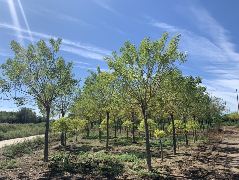 金枝国槐四季景观对比图