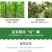 流体硼农用叶面硼肥促花增果叶面肥微量元素硼