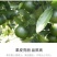 流体硼农用叶面硼肥促花增果叶面肥微量元素硼
