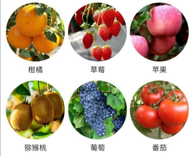 流体硼农用叶面硼肥促花增果叶面肥微量元素硼