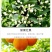 流体硼农用叶面硼肥促花增果叶面肥微量元素硼