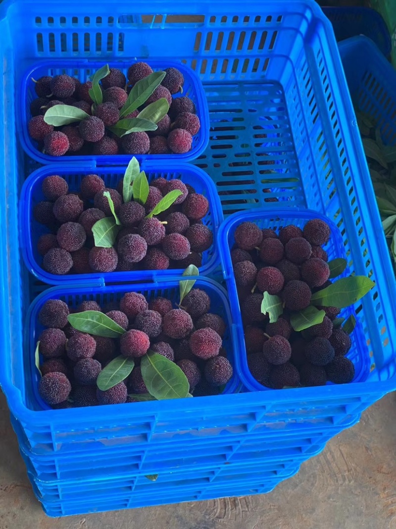荸荠梅，东魁以大量上市。欢迎各大老板洽谈合作