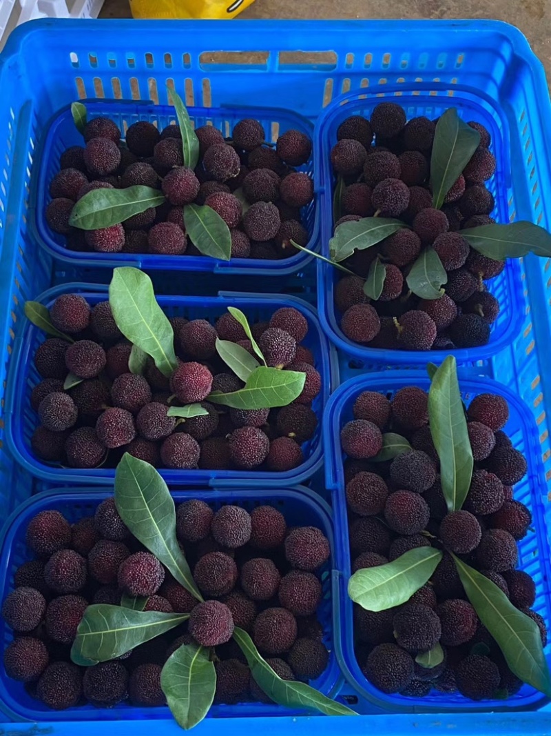 荸荠梅，东魁以大量上市。欢迎各大老板洽谈合作