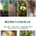 硼肥速溶硼农用保花保果叶面肥通用微量元素硼肥