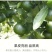 硼肥速溶硼农用保花保果叶面肥通用微量元素硼肥