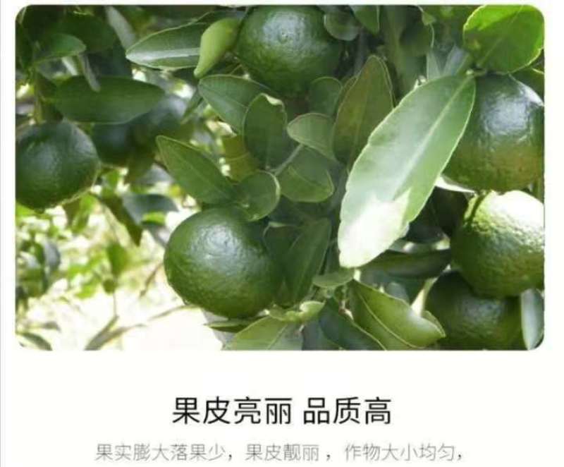 硼肥速溶硼农用保花保果叶面肥通用微量元素硼肥