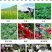 硼肥速溶硼农用保花保果叶面肥通用微量元素硼肥