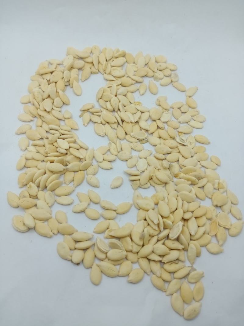 冬瓜子中药材批发冬瓜子