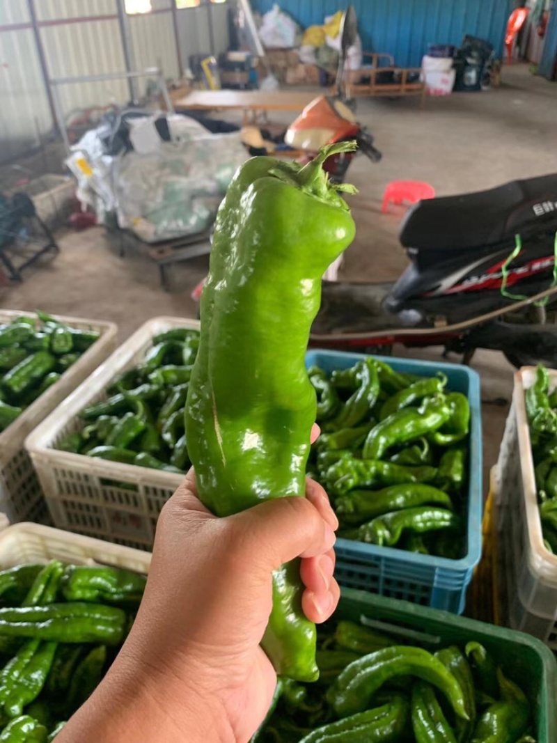 青椒螺丝椒