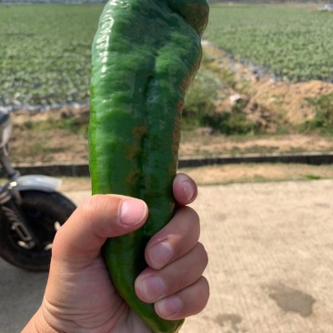 青椒螺丝椒