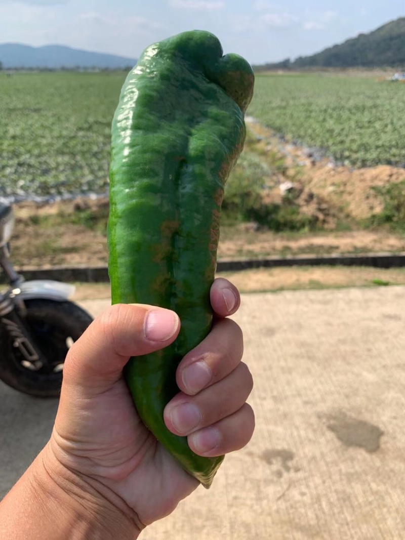 青椒螺丝椒