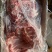 前排无颈前排排骨前肋排多肉排骨