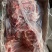 前排无颈前排排骨前肋排多肉排骨