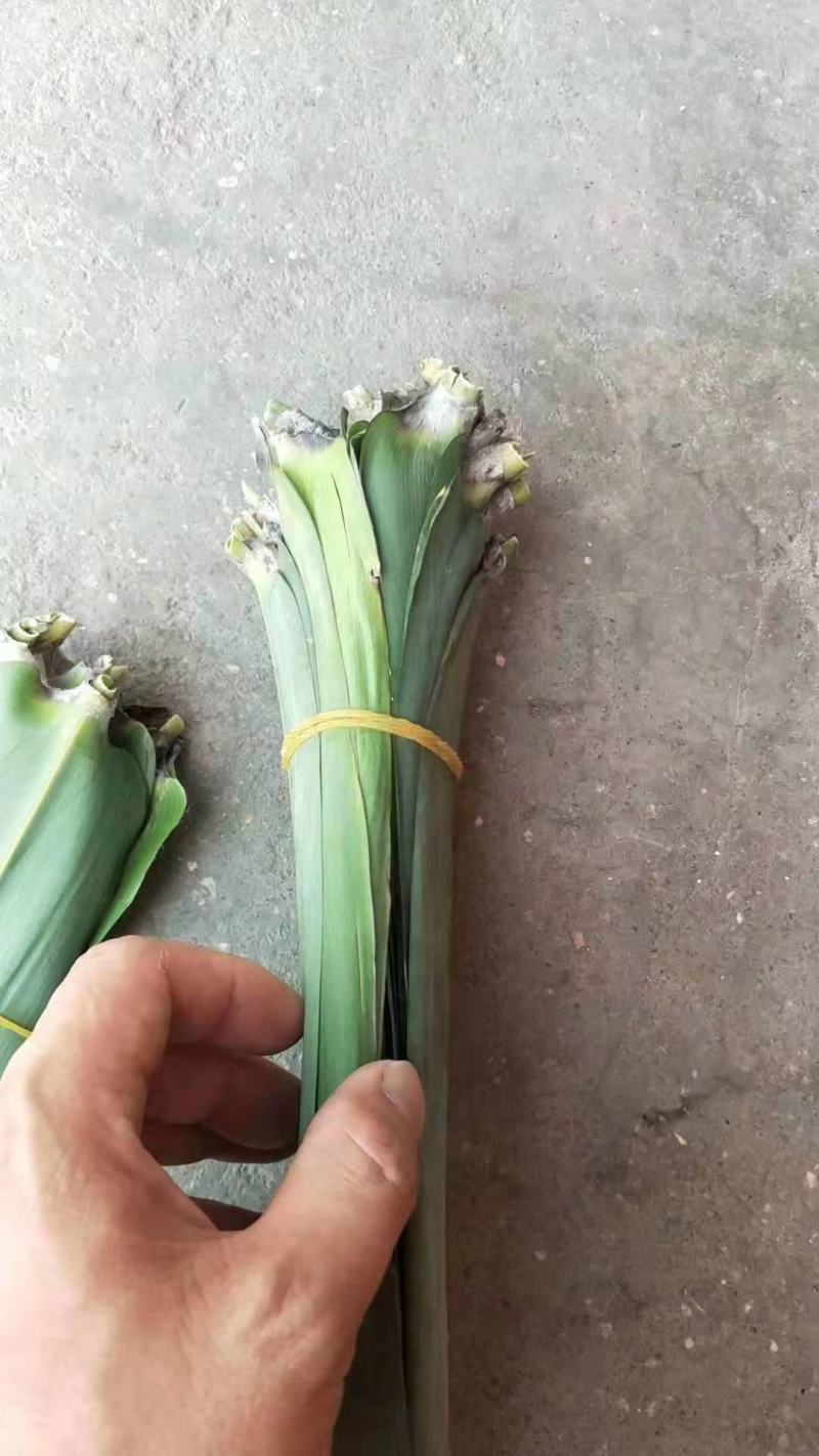 新鲜芒叶深山野生箬叶新鲜采摘端午包粽好粽叶