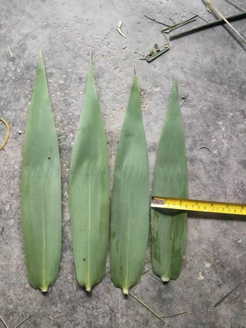 新鲜芒叶深山野生箬叶新鲜采摘端午包粽好粽叶