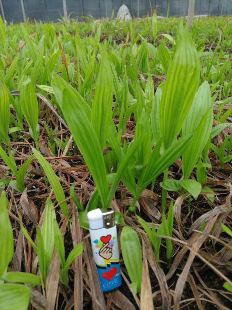 白芨颗粒苗一株四分，纯紫花大宽叶，需要购买电话联系我吧