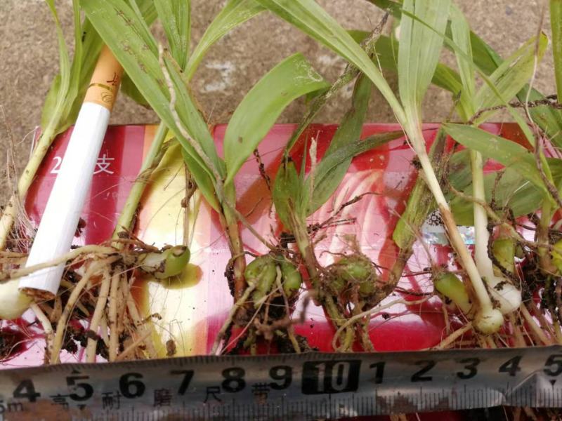 白芨颗粒苗一株四分，纯紫花大宽叶，需要购买电话联系我吧