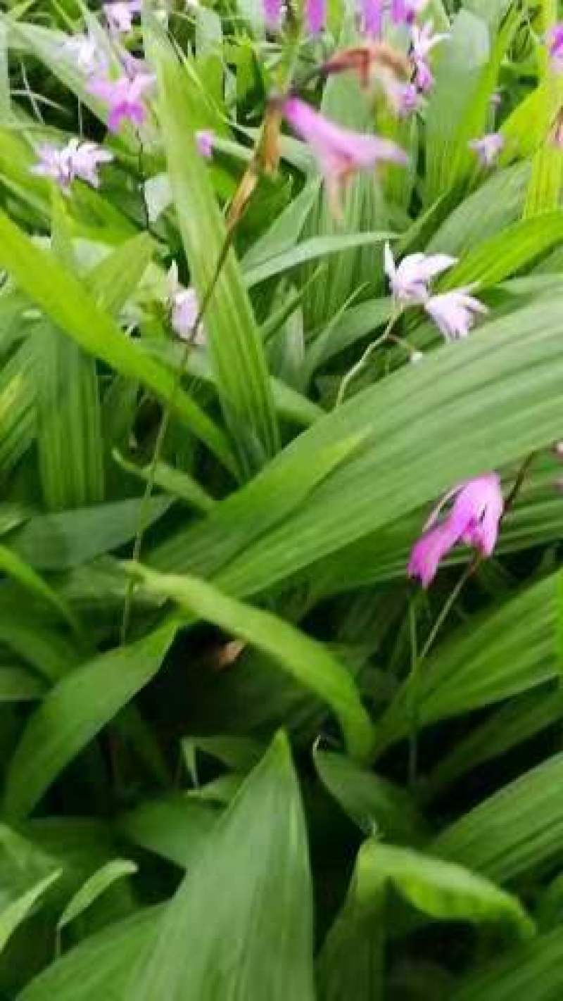 白芨颗粒苗一株四分，纯紫花大宽叶，需要购买电话联系我吧