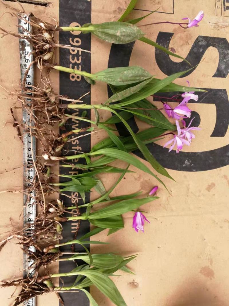 白芨颗粒苗一株四分，纯紫花大宽叶，需要购买电话联系我吧