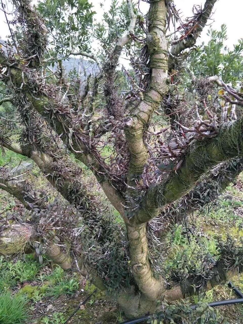 云南高山地区全化渣野生珍虫石斛(药界大熊猫)