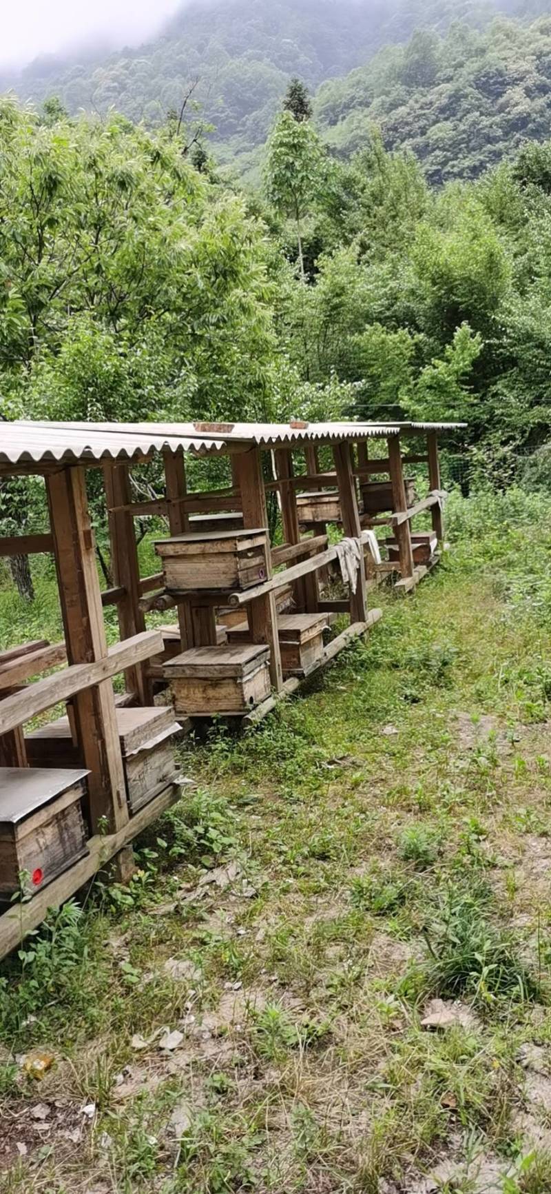 秦岭大山里的土蜂蜜，陕西汉中地区各县。