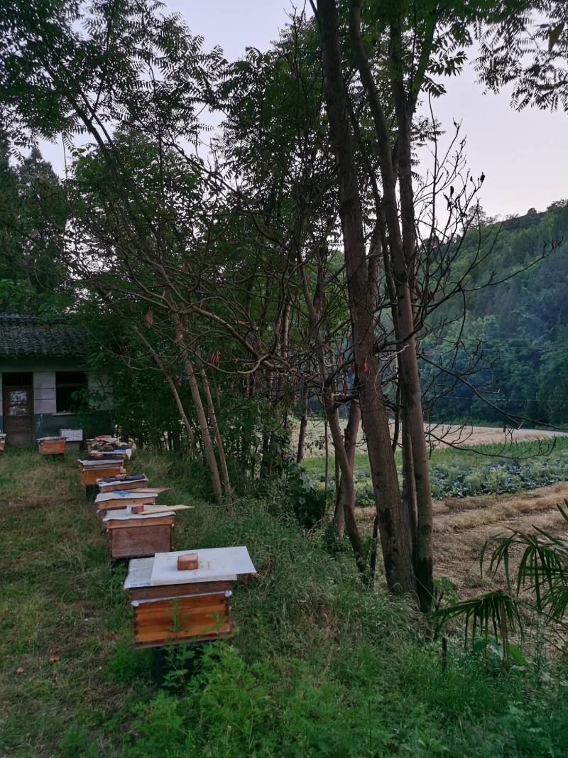 秦岭大山里的土蜂蜜，陕西汉中地区各县。