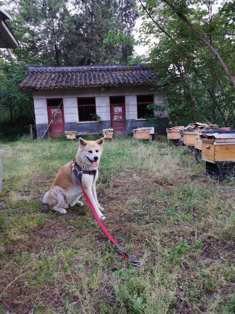 秦岭大山里的土蜂蜜，陕西汉中地区各县。