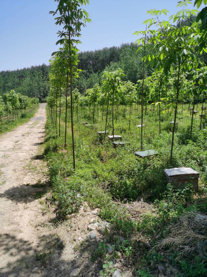 秦岭大山里的土蜂蜜，陕西汉中地区各县。