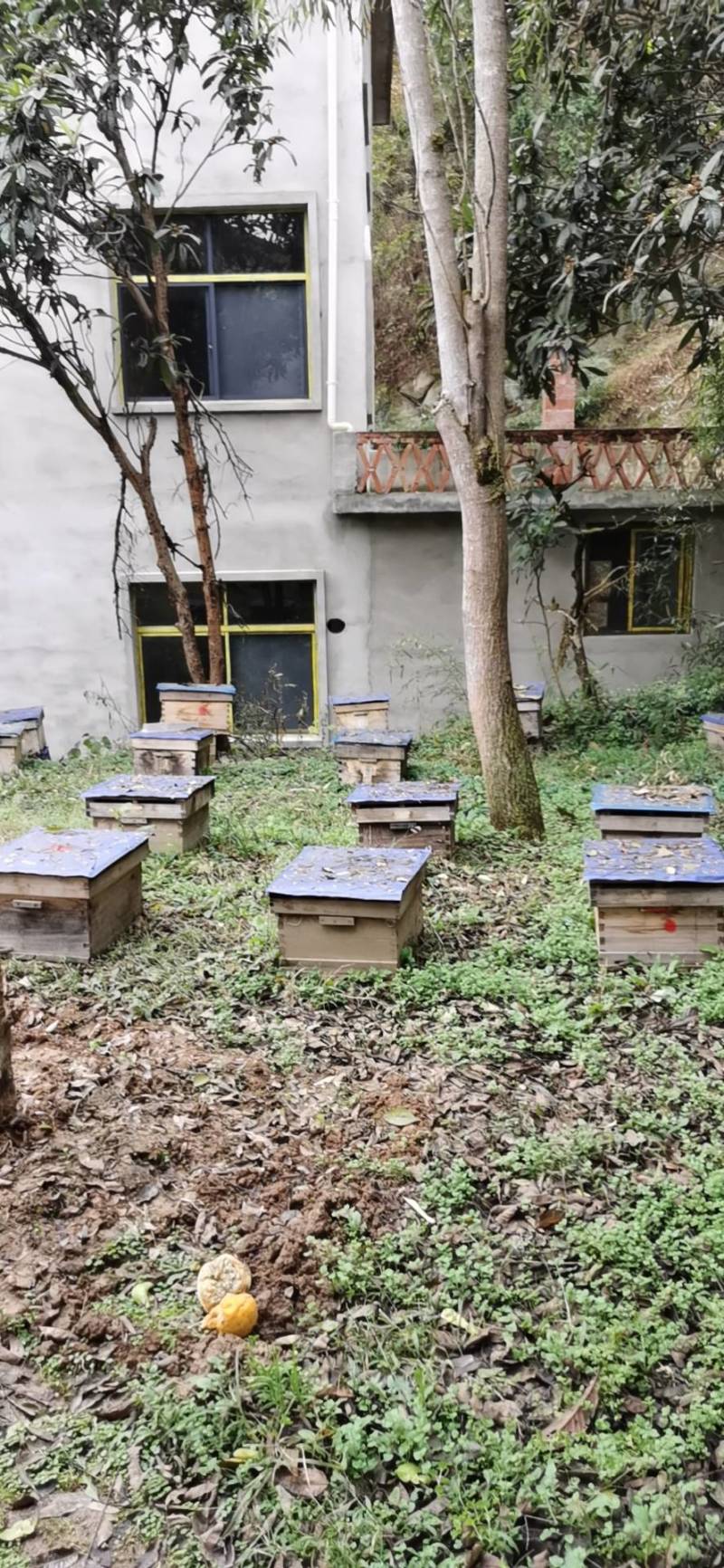 秦岭大山里的土蜂蜜，陕西汉中地区各县。