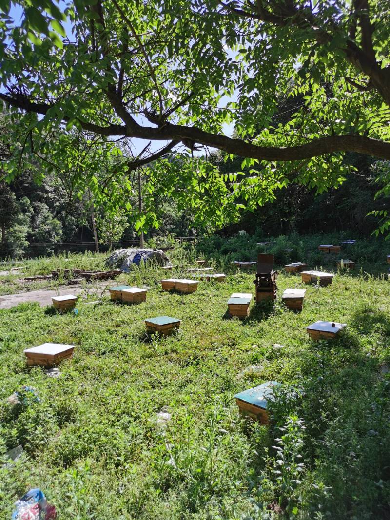 秦岭大山里的土蜂蜜，陕西汉中地区各县。