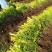江苏金叶女贞苗金叶女贞小苗，金叶女贞产地批发价格