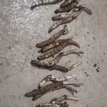 今年才挖出来的新鲜虫草