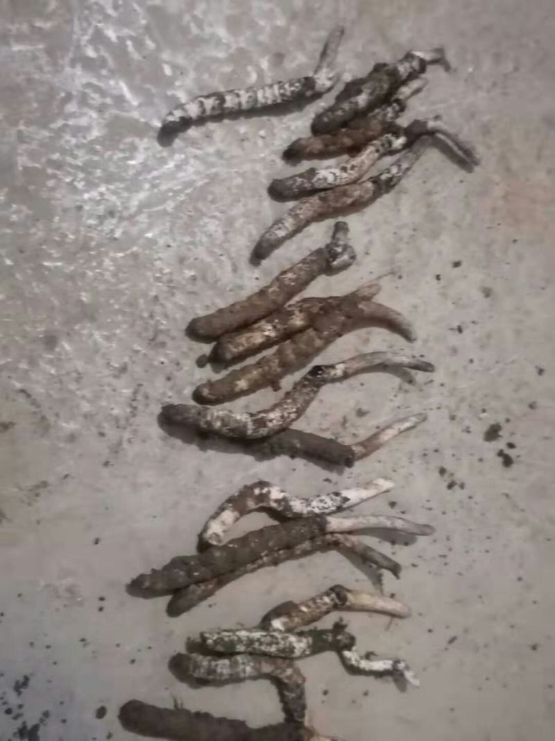 今年才挖出来的新鲜虫草
