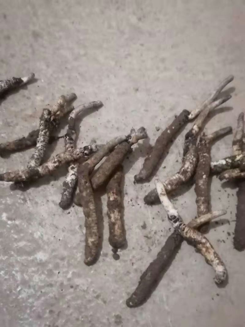 今年才挖出来的新鲜虫草