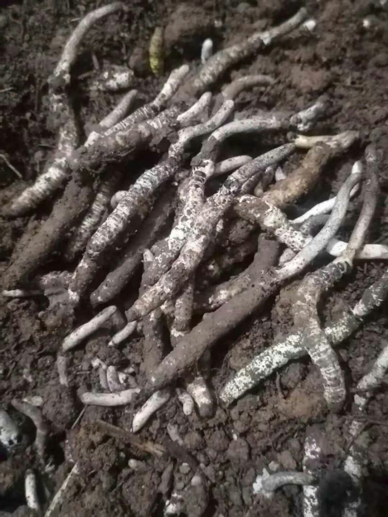 今年才挖出来的新鲜虫草