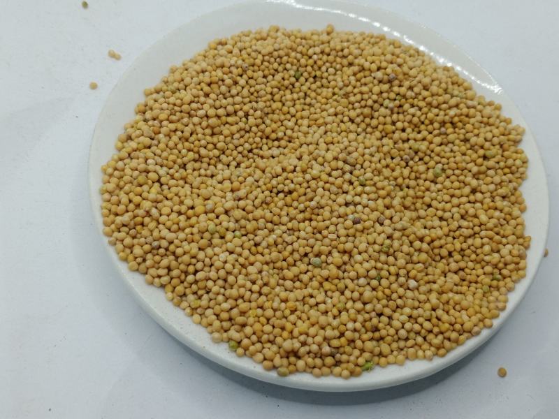 白芥子中药材批发白芥子批发各种中药材