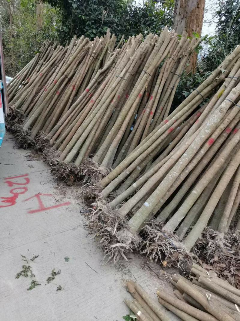 芒果苗米径3/4/5公分实生苗/桂七/台农/金煌裸根苗